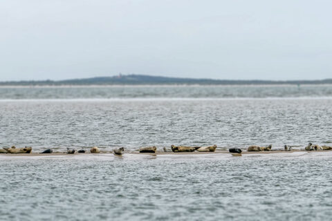 Robbenbank Segeln auf dem IJsselmeer