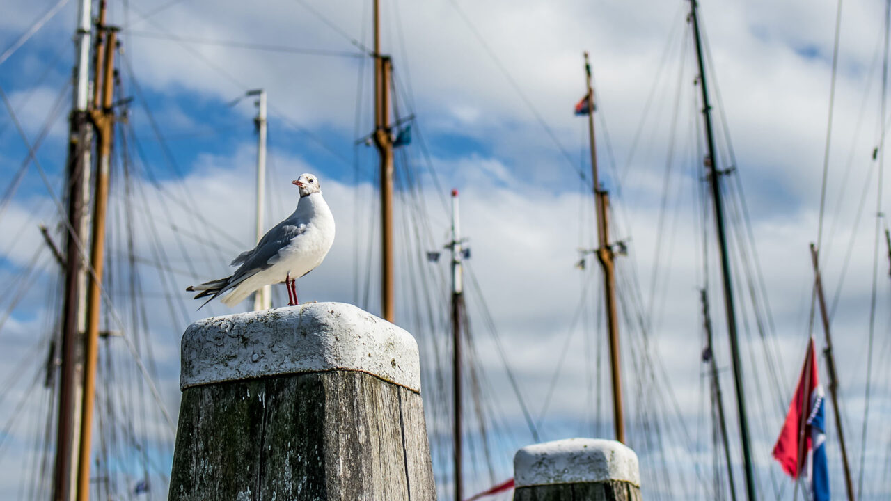 Terschelling 11 Segeln auf dem IJsselmeer