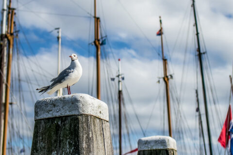 Terschelling 11 Segeln auf dem IJsselmeer