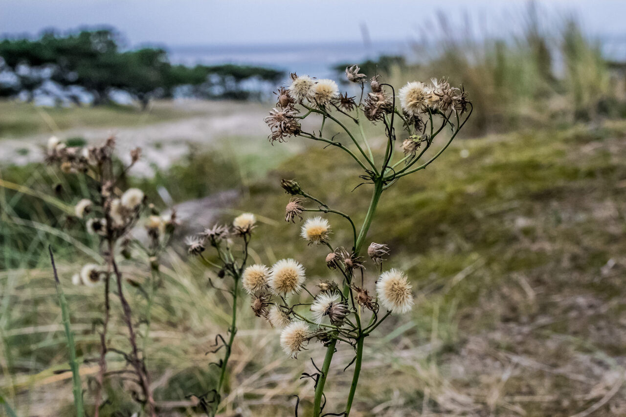 Terschelling 18 Segeln auf dem IJsselmeer